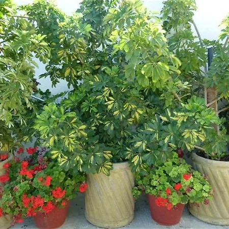 Amalia 4* Σκόπελος